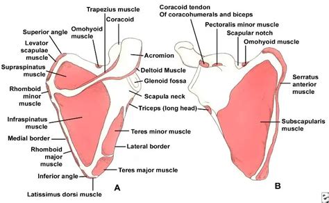 Scapula Bone - The Ultimate Guide to Your Shoulder Blade