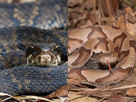 Cottonmouth vs. Copperhead: All Differences Explained - Everything Reptiles