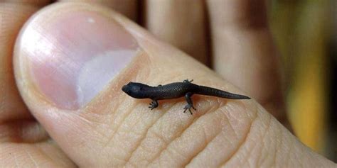 What Is The Smallest Animal In The World 2024 - Lucky Rozina