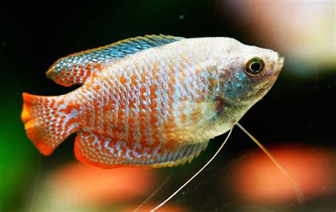 18 Best Dwarf Gourami Tank Mates And Care Guide