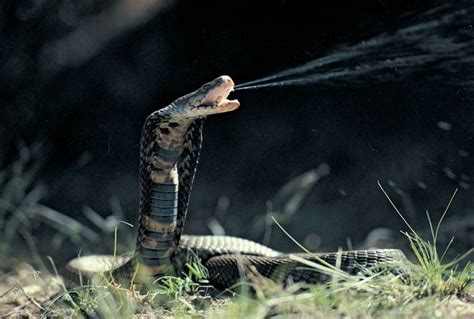 The Mozambique Spitting Cobra | Snake wallpaper, Poisonous snakes ...