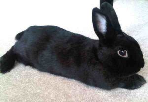 Havana Rabbit Characteristics, Origin & Uses