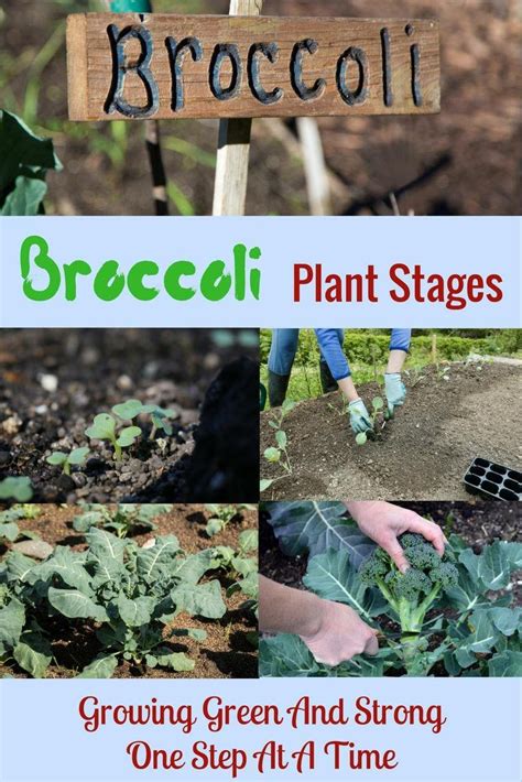 Sitemap - Weekend Gardener | Broccoli plant stages, Broccoli plant, Plants