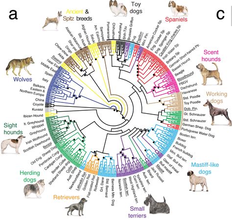 All About Dogs: Chart of the Different Breeds of Dogs