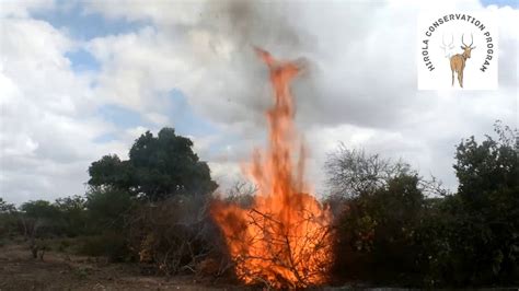 Hirola Habitat Restoration Project - YouTube