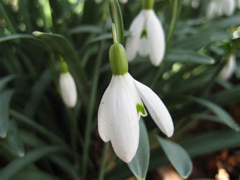 Snowdrops 2 Free Photo Download | FreeImages