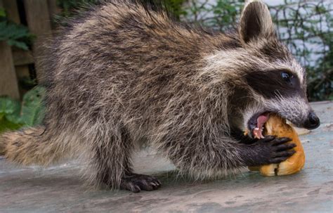 Do Raccoons Eat Other Animals? | Raccoon Removal Indianapolis