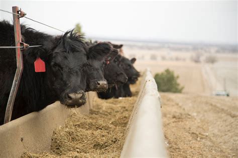 Increasing Feed Efficiency in Beef Cattle | Alltech