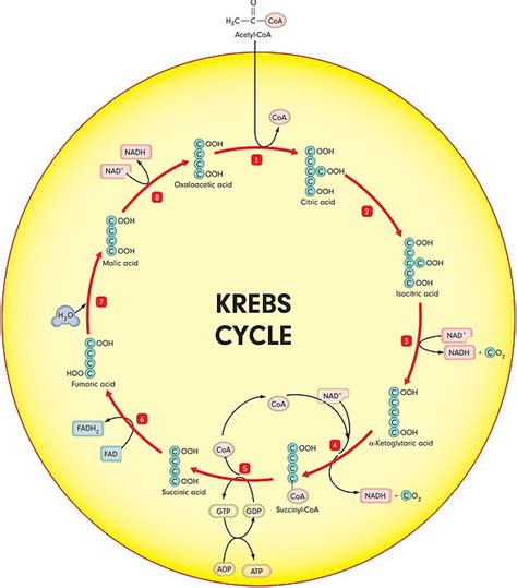 Two chemicals in Earth's 'primordial soup' created the first ever Krebs ...