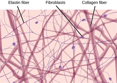 Connective Tissues | Biology for Non-Majors II