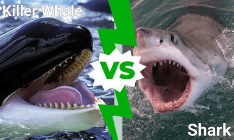 Killer Whale vs Shark - WikiPoint - Wiki Point