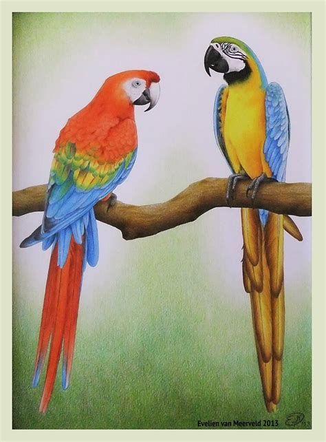 Parrot Colour Pencil Drawing