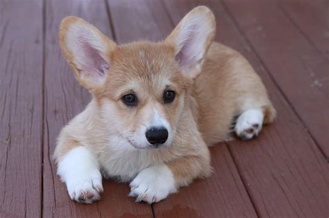 Corgi Husky Mix Rescue