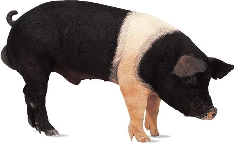 Pig | domesticated animal | Britannica