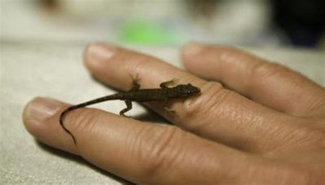 The Five Smallest Lizards in the World | Animals - mom.me