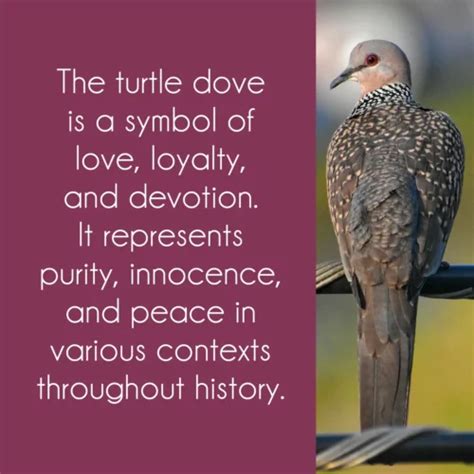 Turtle Dove Symbolism: 3 Powerful Messages Of Peace & Harmony - Joyce ...