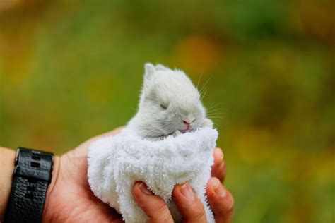 350+ Bunny Names for Your Floppy-Eared Friend (From Acorn to Zeus ...