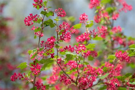 How to Grow and Care for Red-Flowering Currant