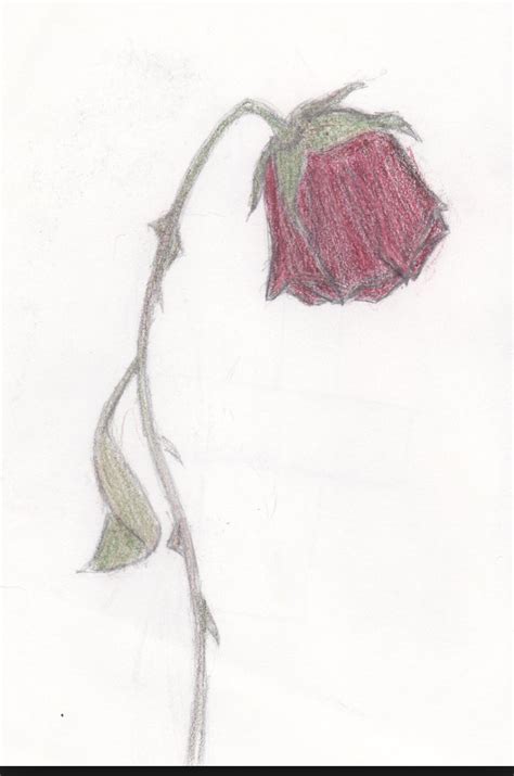 Wilting Rose Drawing at GetDrawings | Free download