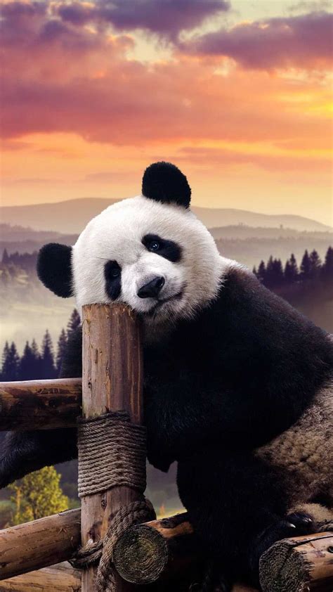 4K Panda Wallpaper - iXpap