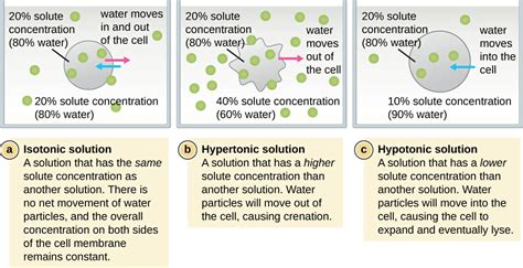 Isotonic vs. Hypotonic vs. Hypertonic Solution | Biology