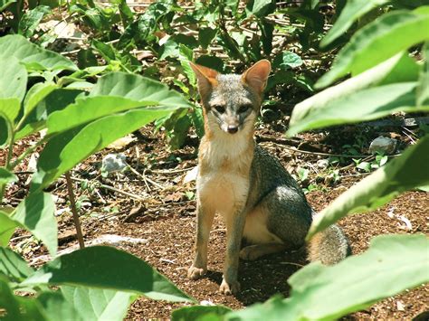 Mexico Wildlife | Animals, Mexico, Quintana roo