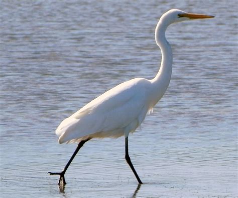 White Heron : Birding NZ