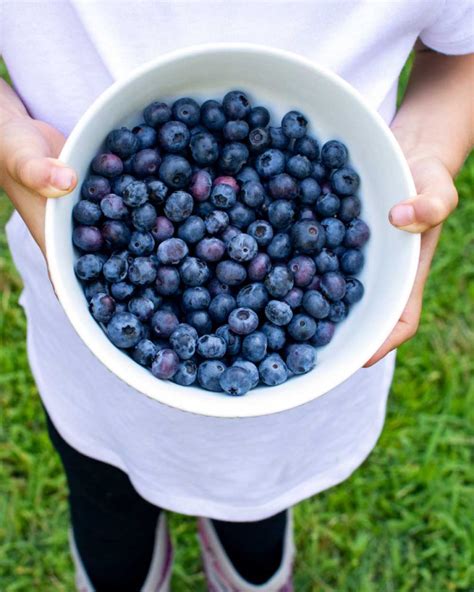 The Best Blueberry Plant Spacing for Your Garden - The Seasonal Homestead