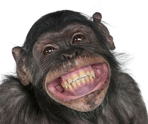 monkey, Snout, Teeth, Smile, Animals Wallpapers HD / Desktop and Mobile ...