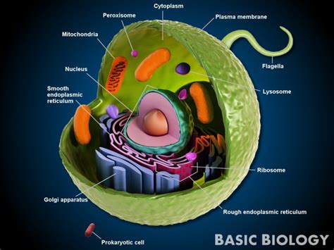 Animal Cells | Basic Biology