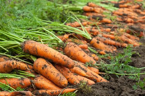 How Do You Know When Carrots Are Ready to Harvest? | HGTV