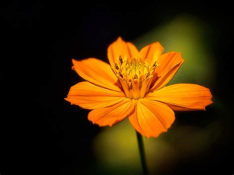 Macro Flower Photography Tips