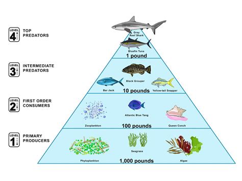 Marine Food Pyramid | National Geographic Society