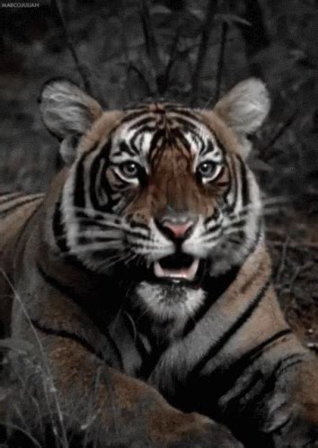 Tiger Roar GIF - Tiger Roar - Discover & Share GIFs