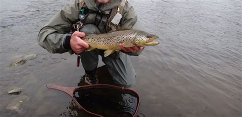 Spring Trout Fishing: Tips From River Guides 2024