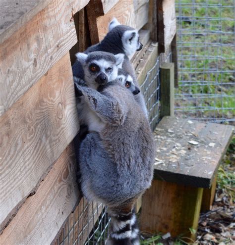 Northumberland Country Zoo Review | North East Family Fun