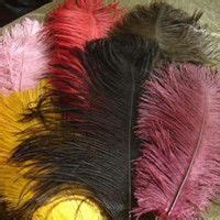 South Africa Ostrich Feathers, South African Ostrich Feathers ...