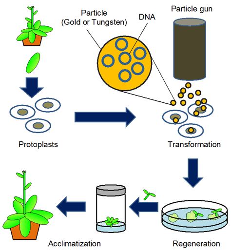 Methods to Transfer Foreign Genes to Plants | IntechOpen