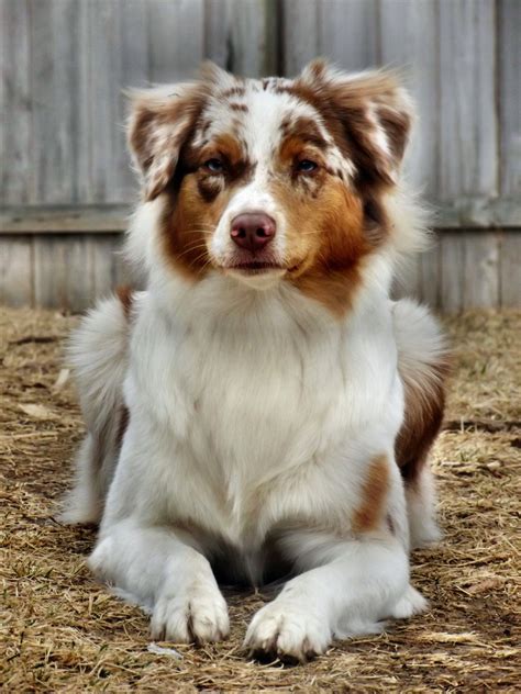 I'm here ! | Aussie dogs, Australian shepherd, Dogs