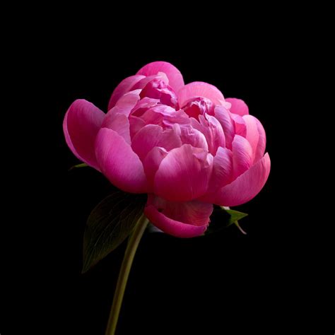 Free photo: Macro Peony - Blooming, Flower, Fragrance - Free Download ...