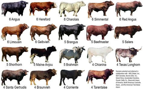 Cow Breeds | Cattle farming, Cattle ranching, Breeds of cows