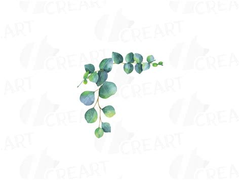 Eucalyptus leaves and branches watercolor clip art pack, Eucalyptus ...