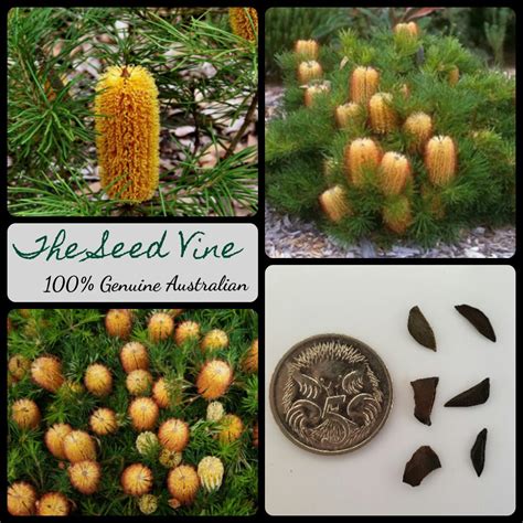 Banksia spinulosa - Hairpin Banksia - The Seed Vine