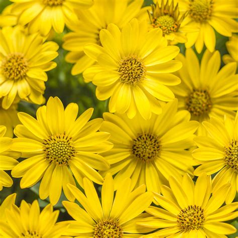 34 Types of Yellow Flowers for a Beautiful Garden | Proven Winners