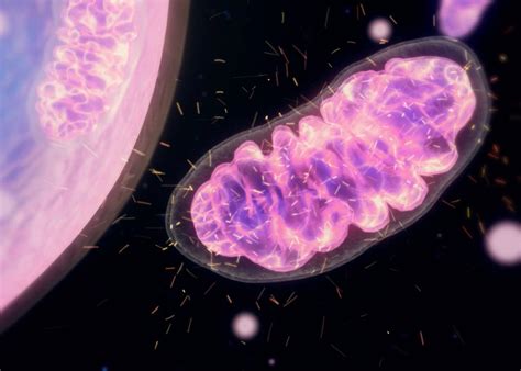 How nad+ and mitochondria works in anti aging solutions - IMPERIUM GRP ...