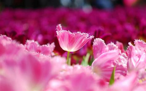 Pink flowers tulips HD desktop wallpaper : Widescreen : High Definition ...