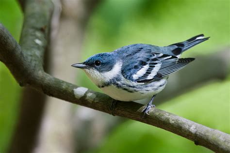 Natural History - Cerulean Warbler Conservation