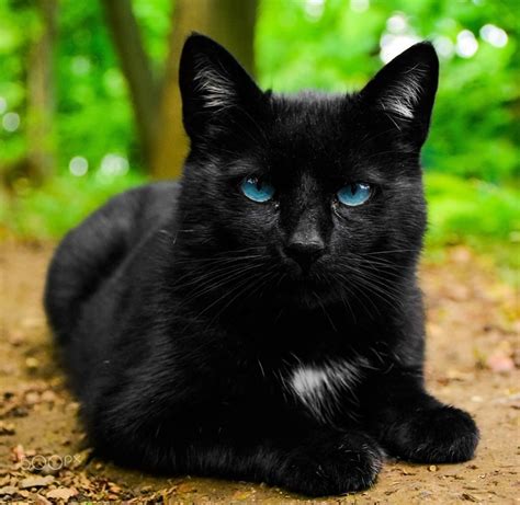 Black cat with blue eyes | Cat with blue eyes, Cats, Beautiful cats