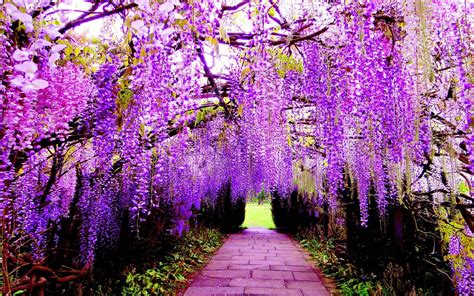 Wisteria Flowers Wallpapers - Wallpaper Cave