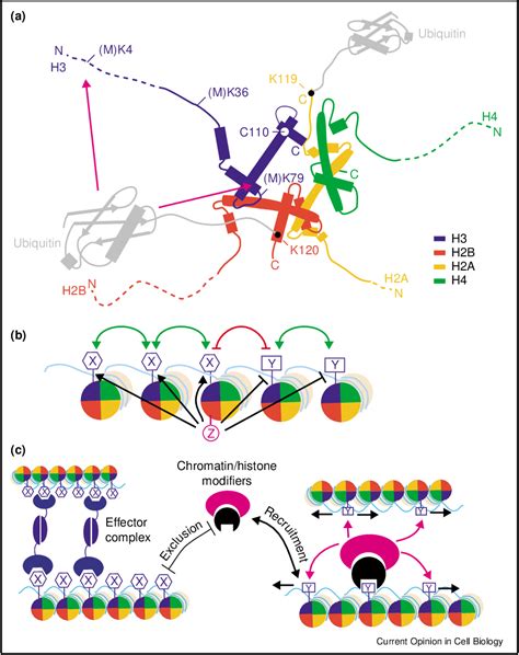 [PDF] Histone and chromatin cross-talk. | Semantic Scholar